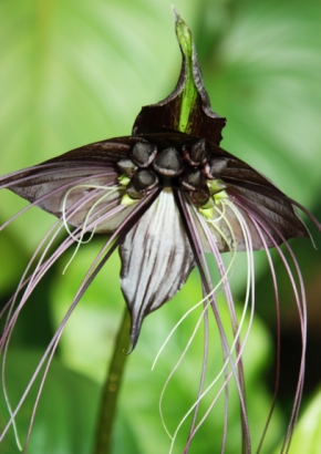 Artikel-Bild-Schwarze Fledermausblume